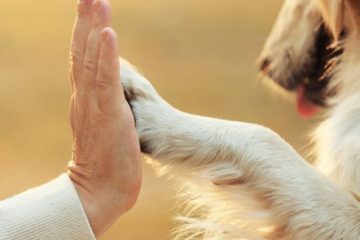 Pet Therapy - Cane da la zampa al padrone