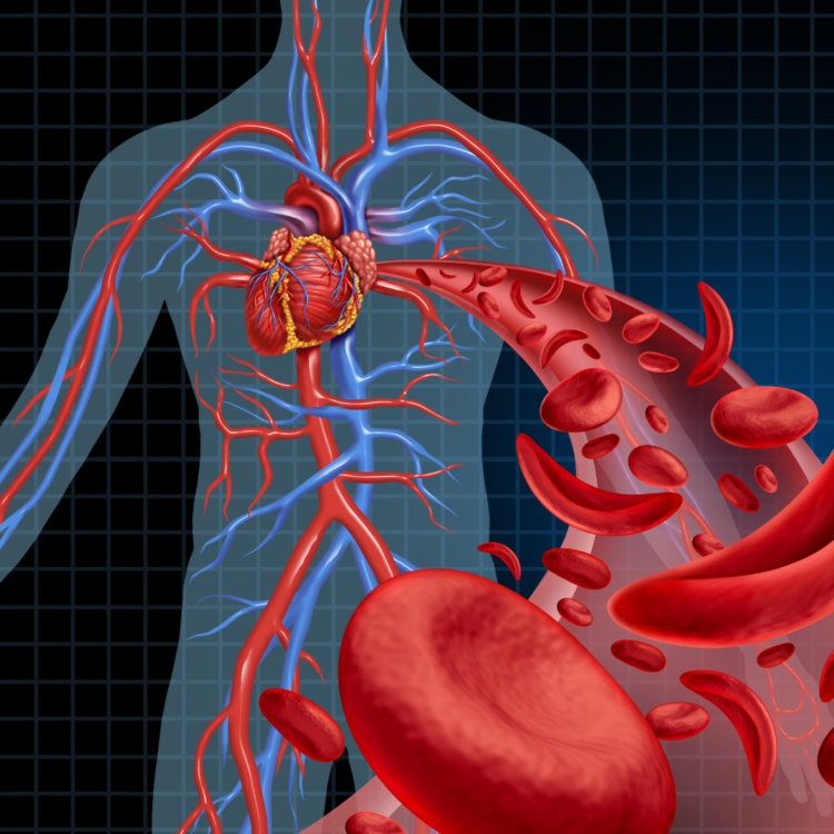 prevenzione cardiovascolare